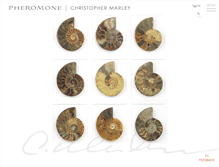 Tablet Screenshot of pheromonegallery.com